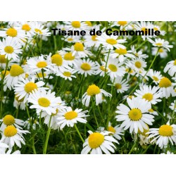 Infusion fleurs de Camomille