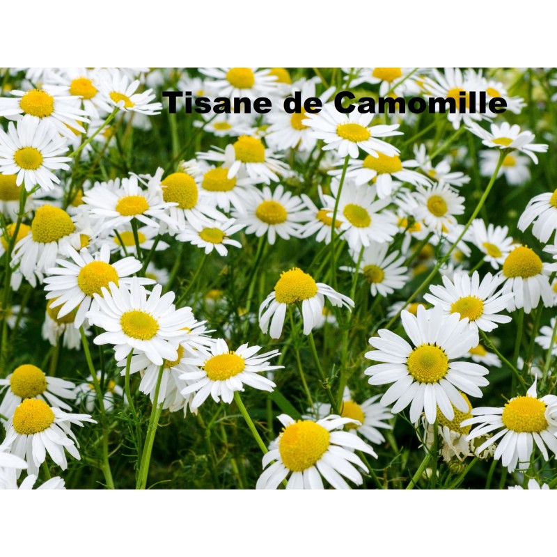 Plante Camomille romaine fleur Bio 20 g - TISANE & INFUSION DE PLANTES  SIMPLES - Herbier de Gascogne