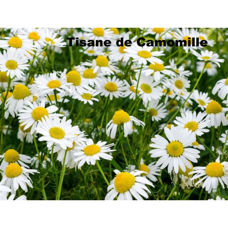 La Camomille romaine - l'Herbier du Diois : plantes aromatiques et  médicinales, épices, thés, bio
